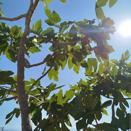 Nereids Apartments-thetis * Petalídhion