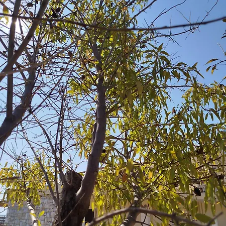 Nereids Apartments-thetis * Πεταλίδι