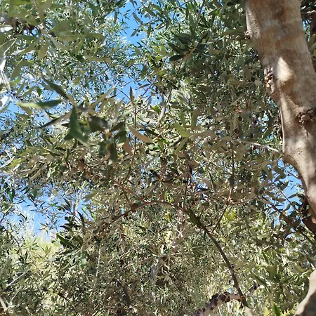 Lägenhet Nereids Apartments-thetis