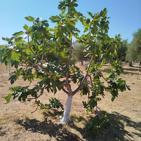 Nereids Apartments-thetis Lägenhet Petalídhion