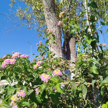 Nereids Apartments-thetis * Πεταλίδι