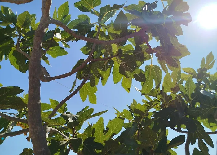 Nereids Apartments-thetis * Petalídhion