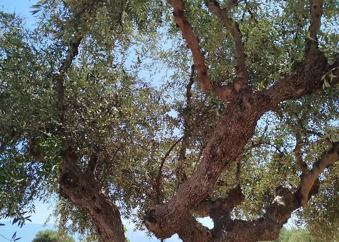 Nereids Apartments-thetis