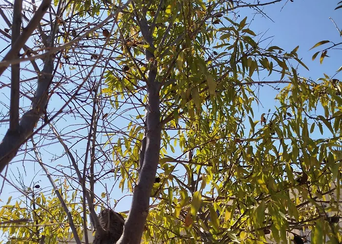 Nereids Apartments-thetis * Petalídhion